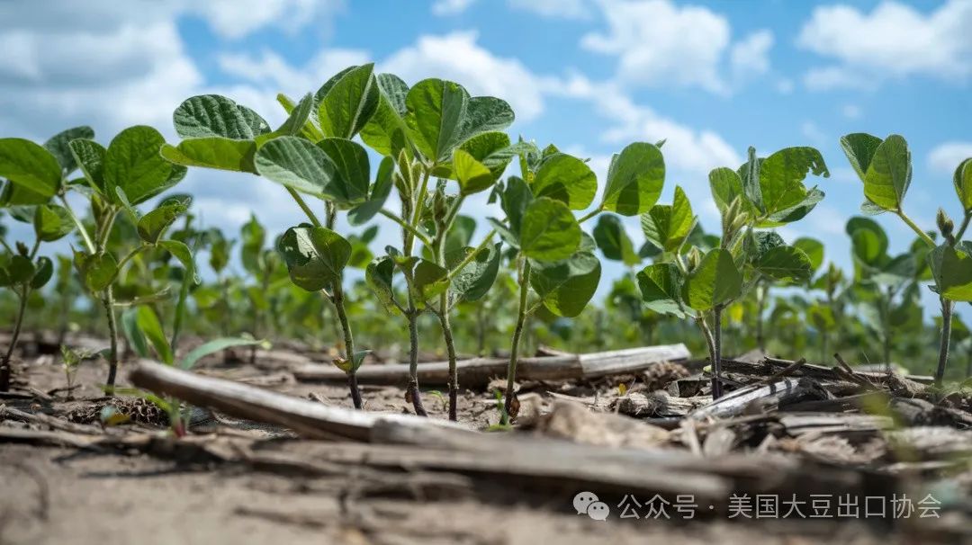 29日凌晨新鲜出炉:2024美国大豆种植面积和季度库存报告