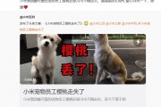 小米宠物员工“樱桃”在银川走失，官方恳请网友帮忙寻找